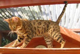 Bengal kittens wiltshire